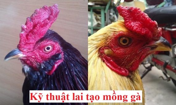 Lai tạo mồng gà với bí kíp cực chuẩn 13 lai tạo mồng gà