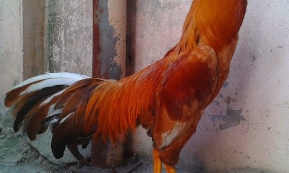 Kỹ thuật làm cựa gà mọc chậm không phải ai cũng biết 10 Làm cựa gà mọc chậm