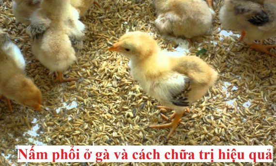 Bệnh nấm phổi trên gà và cách chữa trị hiệu quả 11 Bệnh nấm phổi trên gà