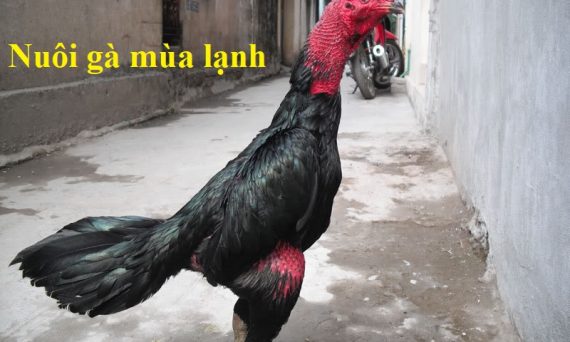 Nuôi gà mùa lạnh đảm bảo sức khỏe chiến kê 1 NUôi gà mùa lạnh