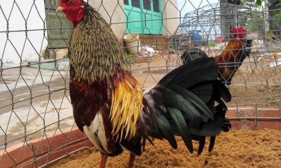 Huấn luyện gà tre đá đúng kỹ thuật và hiệu quả 22 huấn luyện gà tre đá