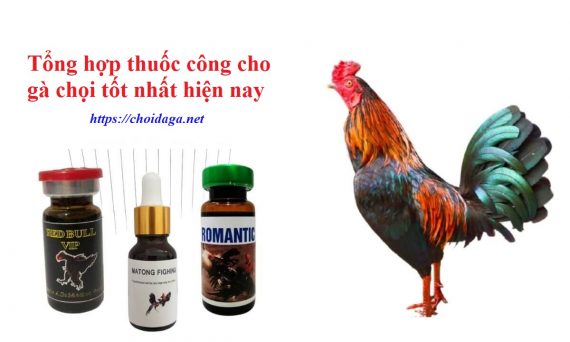 Tổng hợp thuốc công cho gà chọi hiệu quả nhất 6 Thuốc công cho gà chọi