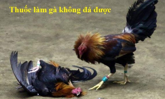 Thuốc gà không đá được - Thuốc gây chế gà chọi 1 thuốc gà không đá được