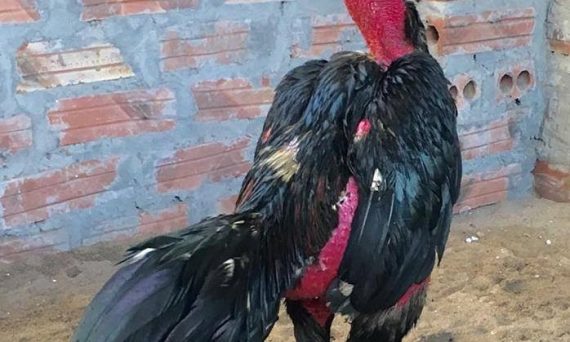 Kỹ thuật vần gà bằng tay cực đơn giản mà hiệu quả 27 vần gà bằng tay