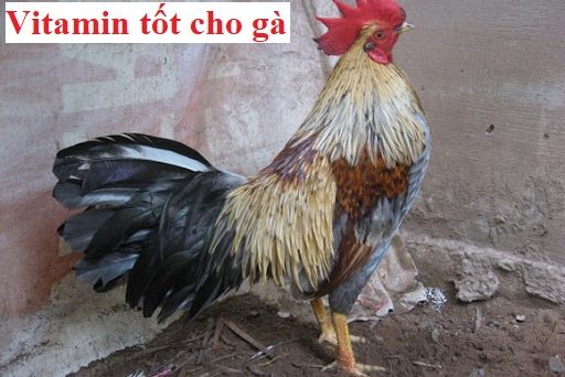 Tổng hợp các loại Vitamin tốt cho gà đá 1 Vitamin tốt cho gà