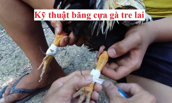 Băng cựa gà tre lai bao đâm dành cho sư kê 1 Băng cựa gà tre lai