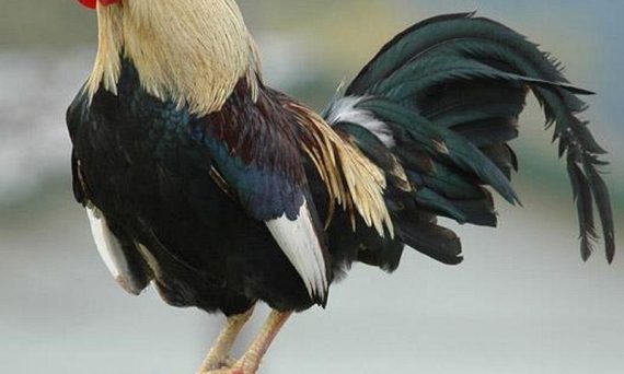 Gà bị đờm và kỹ thuật khắc phục hiệu quả 29 Gà bị đờm