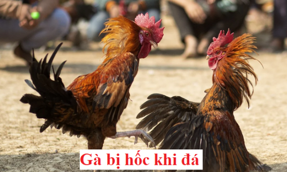 Trị gà bị hốc và cách giảm cân cho gà chọi 6 Gà bị hốc