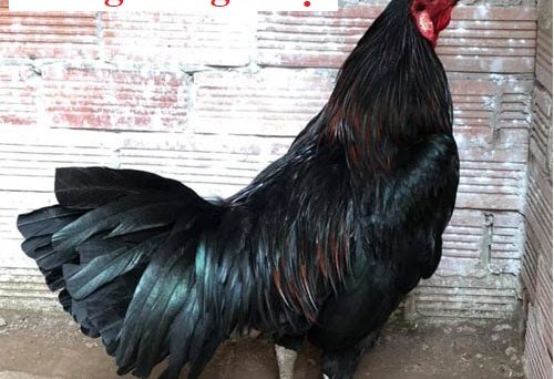 Nuôi gà lông mượt hiệu quả nhất hiện nay 1 Nuôi gà lông mượt