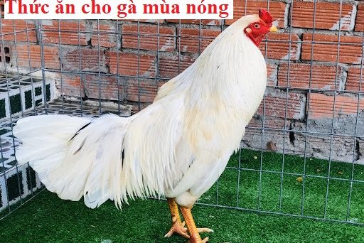 Thức ăn gà mùa nóng đảm bảo sức khỏe chiến kê 6 Thức ăn gà mùa nóng