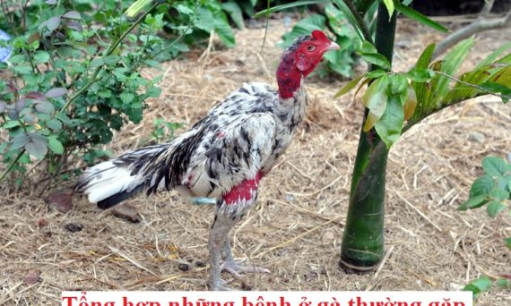 Bệnh ở gà thường gặp và cách chữa trị hiệu quả 1 Bệnh ở gà
