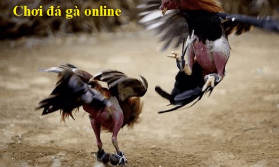 Cách chơi đá gà online mới nhất hiện nay 19 cách chơi đá gà online