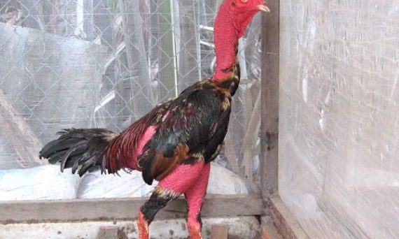 Chọi gà đòn đẳng cấp nhất hiện nay 29 chọi gà đòn đẳng cấp