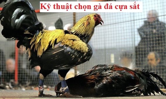 Chọn gà đá cựa sắt hoàn hảo chuẩn nhất 14 Chọn gà đá cựa sắt