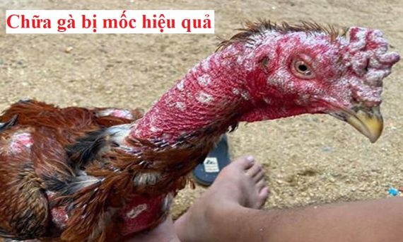 Chữa gà bị mốc dứt điểm hiệu quả nhất 12 chữa gà bị mốc