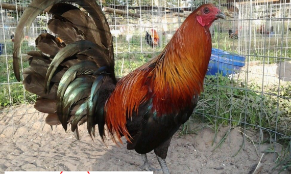 Có nên cắt mồng gà cho chiến kê hay không? 1 có nên cắt mồng gà