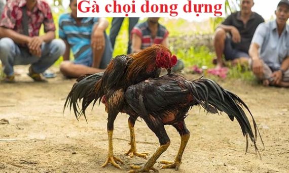 Gà chọi dong dựng – Thế đá gà chọi hay 35 Gà chọi dong dựng