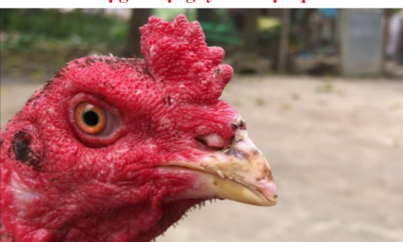 Gà bị gãy mỏ do soi bội và cách chữa trị 42 Gà bị gãy mỏ