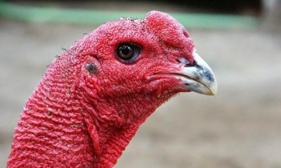 Mồng gà úp sọ ít được chọn để thi đấu 21 mồng gà úp sọ