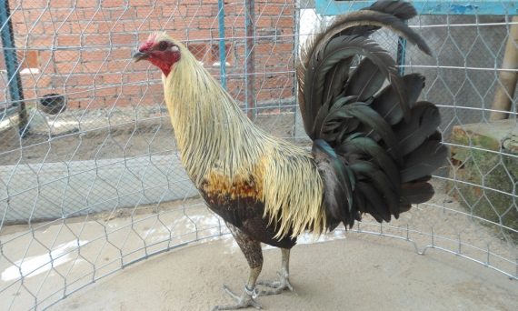 Kinh nghiệm nuôi gà đá cựa sắt mới nhất hiện nay 34 Kinh nghiệm nuôi gà đá