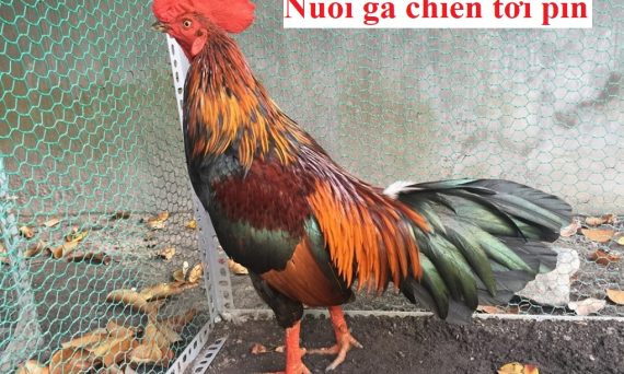 Nuôi gà chiến mau tới pin cực đơn giản 1 nuôi gà chiến