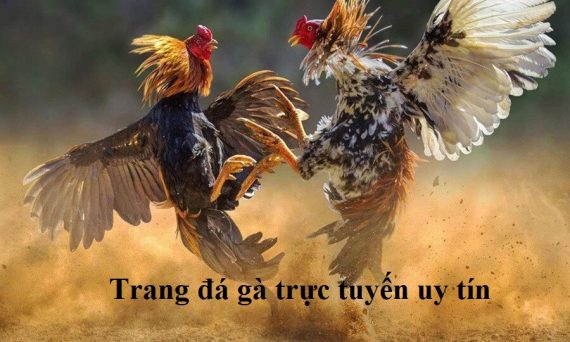 Những trang đá gà uy tín nhất hiện nay 24 Trang đá gà uy tín