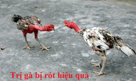 Trị gà bị rót cực đơn giản mà hiệu quả bất ngờ 17 trị gà bị rót