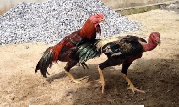 Trị gà chạy xe dứt điểm khi tập xổ hiệu quả 22 Trị gà chạy xe