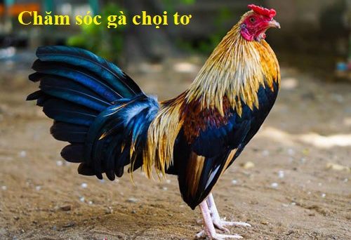 Chăm sóc gà chọi tơ đúng kỹ thuật 1 Chăm sóc gà chọi tơ