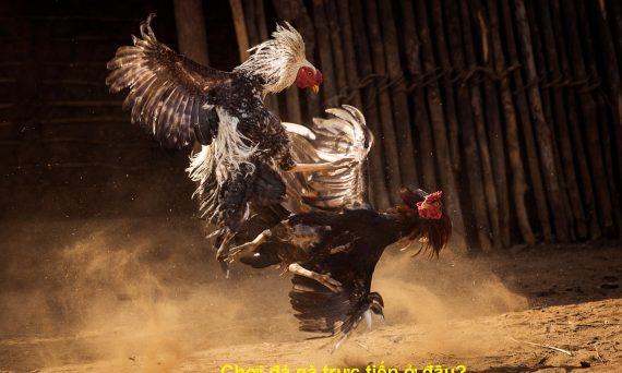 Chơi đá gà ở đâu uy tín nhất hiện nay 1 Chơi đá gà ở đâu