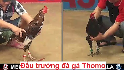 Đấu trường đá gà Thomo sân chơi đá gà lớn nhất 26 Đấu trường đá gà thomo