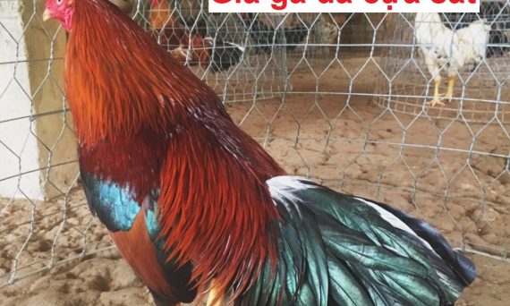 Giá gà cựa sắt không phải ai cũng biết 16 Giá gà cựa sắt