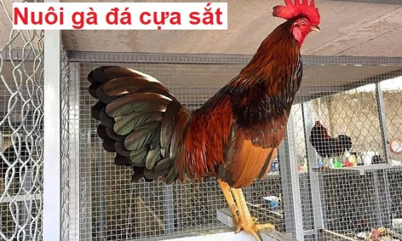 Nuôi gà đá cựa sắt với công thức nhanh lớn 33 Nuôi gà đá cựa sắt