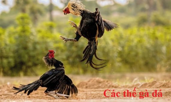 Thế gà đá trong bộ môn chơi đá gà 1 Thế gà đá