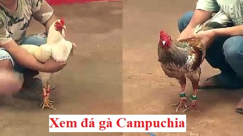 Xem đá gà Campuchia online tại địa chỉ uy tín 14 Xem đá gà campuchia online