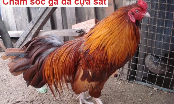 Chăm sóc gà đá cựa sắt chuẩn nhất hiện nay 16 Chăm sóc gà đá cựa