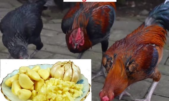Gà ăn tỏi và dùng sữa trong nuôi gà đá 10 Gà ăn tỏi