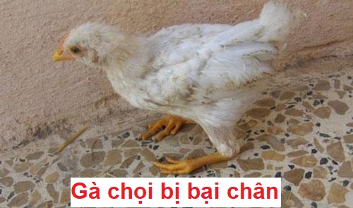 Gà bị bại liệt và cách phòng ngừa hiệu quả 1 Gà bị bại liệt