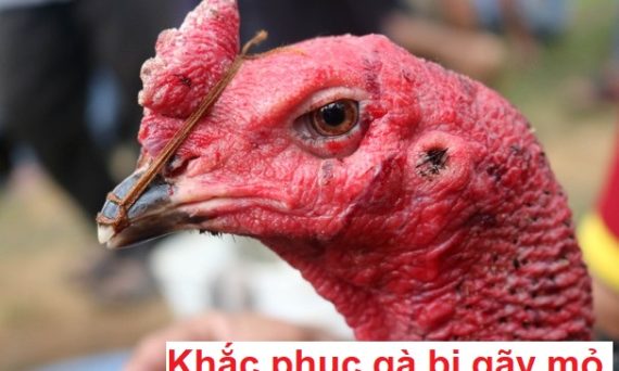 Gà gãy mỏ và cách khắc phục hiệu quả 1 Gà gãy mỏ