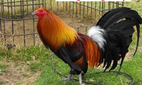 Nuôi gà chọi lông mượt với bí kíp cực đơn giản 20 Nuôi gà chọi lông mượt