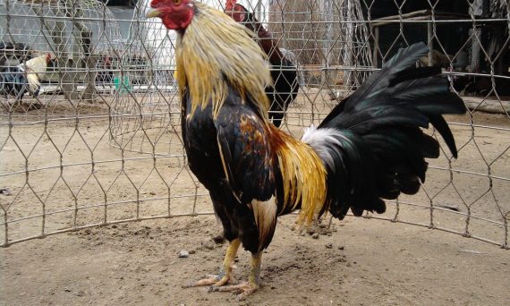 5 Yếu tố nuôi gà chọi khỏe mạnh hiệu quả 1 nuôi gà chọi khỏe