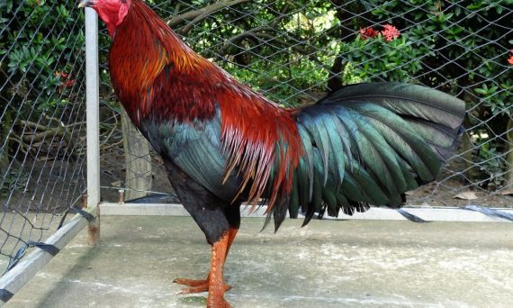 Bệnh giun kim ở gà và cách khắc phục hiệu quả 1 Bệnh giun kim ở gà