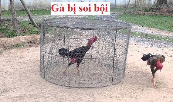 Gà bị soi bội và cách khắc phục hiệu quả 16 gà bị soi bội