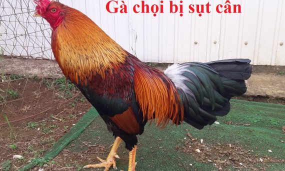 Gà chọi bị sụt cân đột ngột và cách khắc phục 40 Gà chọi bị sụt cân