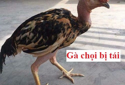 Gà chọi bị tái là bệnh gì? Nguyên nhân do đâu? 1 gachoibitai