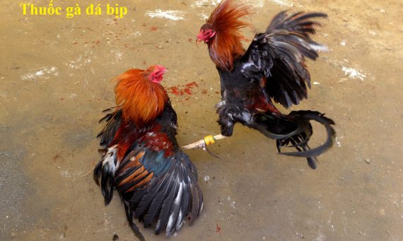 Thuốc đá gà bịp và những điều cần biết 5 thuốc đá gà bịp