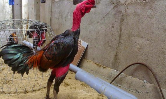 Chăm sóc gà đá trước khi ra trường đấu mới nhất 2022 7 cham soc ga da nhu the nao de ga luon sung suc