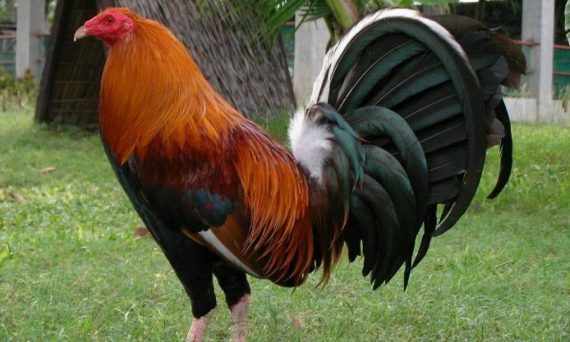 Top 3 gà Mỹ đá cựa sắt hot được ưa chuộng nhất trong 2022 1 ga kelso 900x675 1 1