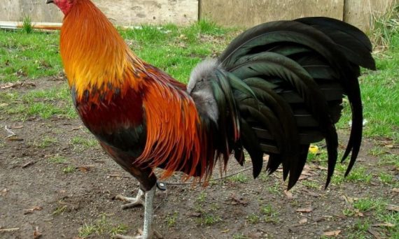 TOP 3 GÀ MỸ ĐÁ CỰA SẮT HOT ĐƯỢC ƯA CHUỘNG NHẤT TRONG 2022 – PHẦN 3 19 ga Brown Red 900x712 1