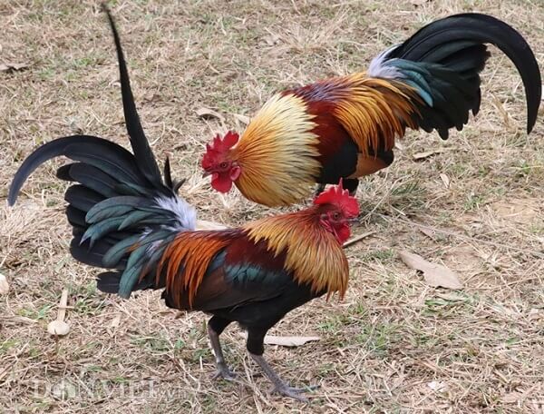 Chăm sóc gà đá cựa sắt Thomo mới nhất 2022 12 he lo cach cham soc ga da dinh nhat nam 2022